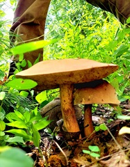 Xanthoconium purpureum