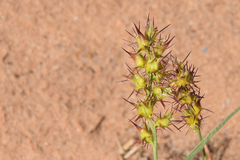 Cenchrus spinifex