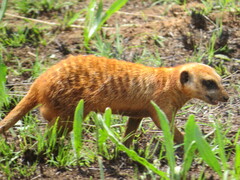 Suricata suricatta
