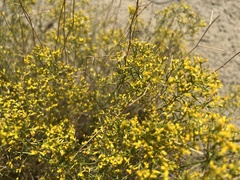 Gutierrezia microcephala