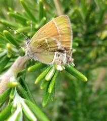 Callophrys xami xami