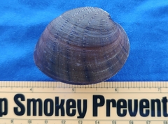 Ellipsaria lineolata