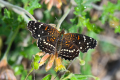 Anthanassa texana texana
