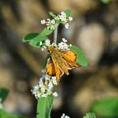 Hylephila phyleus phyleus
