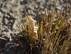 Astragalus megacarpus