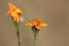 Misumenoides formosipes