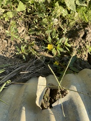 Ludwigia peploides glabrescens