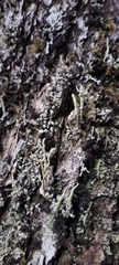 Cladonia fimbriata