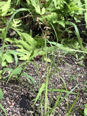 Cyperus diandrus