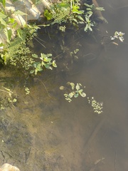 Ludwigia peploides glabrescens