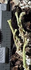Cladonia fimbriata