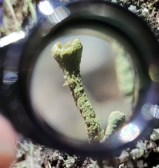 Cladonia fimbriata