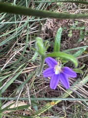 Scaevola ramosissima