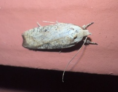 Agonopterix nervosa