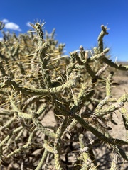 Cylindropuntia ramosissima