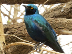 Lamprotornis chalybaeus