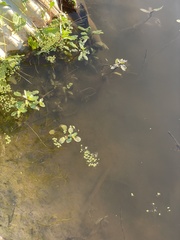 Ludwigia peploides glabrescens