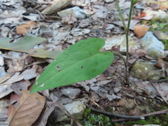 Symphyotrichum anomalum