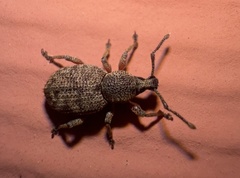 Otiorhynchus singularis