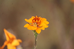 Misumenoides formosipes