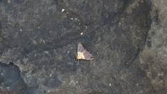 Aetholix flavibasalis
