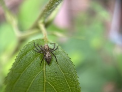 Oxyopes variabilis