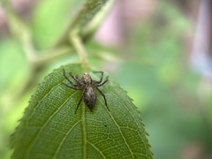 Oxyopes variabilis