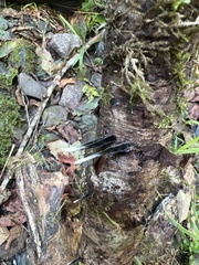 Xylaria hypoxylon
