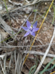 Thelymitra graminea