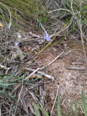 Thelymitra graminea