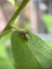 Oxyopes variabilis