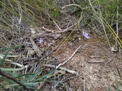 Thelymitra graminea