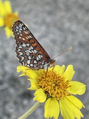 Euphydryas chalcedona hennei