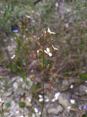 Stylidium piliferum