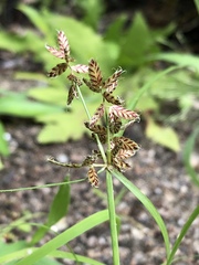 Cyperus diandrus