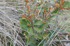 Banksia integrifolia