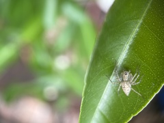 Oxyopes variabilis