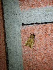 Papaipema cataphracta