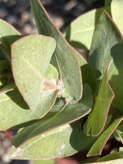 Arctostaphylos pallida