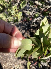 Arctostaphylos pallida