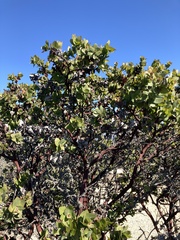 Arctostaphylos pallida
