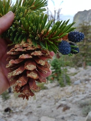 Pinus balfouriana austrina