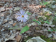 Symphyotrichum anomalum