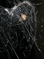 Nihonhimea tesselata