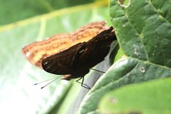 Junonia hedonia