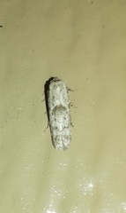 Hypatopa punctiferella