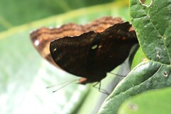 Junonia hedonia