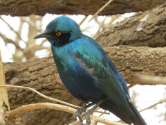Lamprotornis chalybaeus