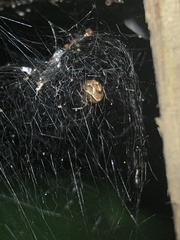 Nihonhimea tesselata