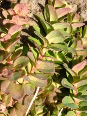 Hypericum humifusum